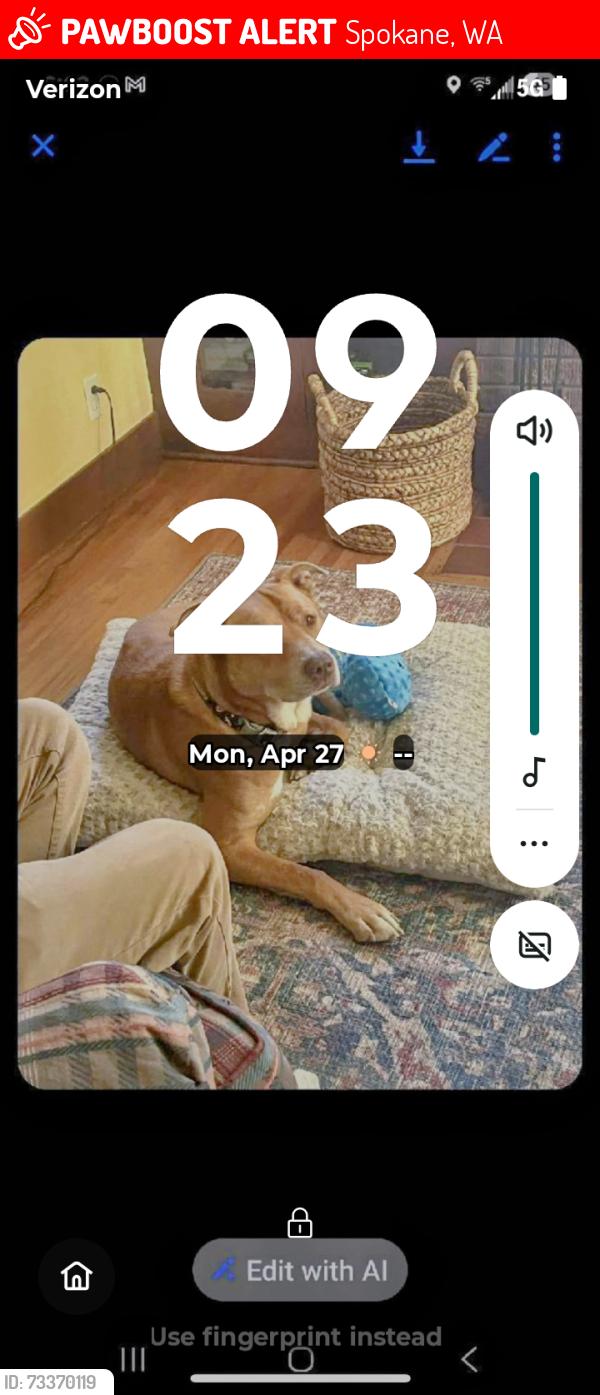 Lost Male Dog last seen Madison and Spofford, Spokane, WA 99205