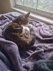 Found/Stray Female Cat last seen Near w 13th street apopka, Apopka, FL 32703