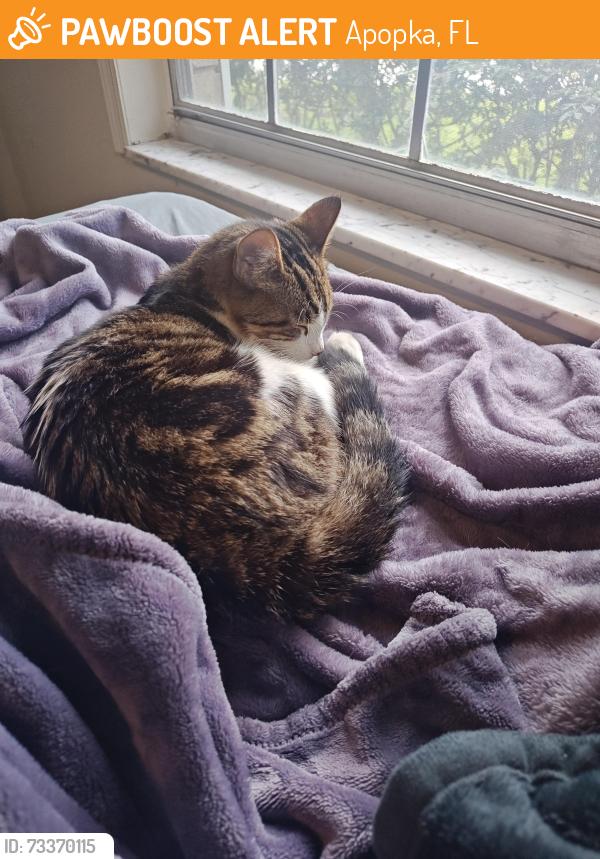 Found/Stray Female Cat last seen Near w 13th street apopka, Apopka, FL 32703