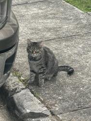 Found/Stray Female Cat last seen Brooke’s cndmniums, Auburn, AL 36832
