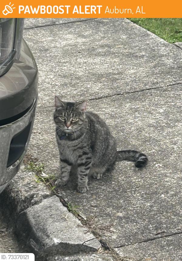 Found/Stray Female Cat last seen Brooke’s cndmniums, Auburn, AL 36832