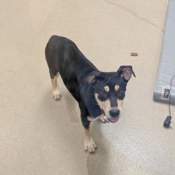 Shelter Stray Female Dog last seen , 1211 Old Graves Mill Rd, Lynchburg, VA 24502, USA