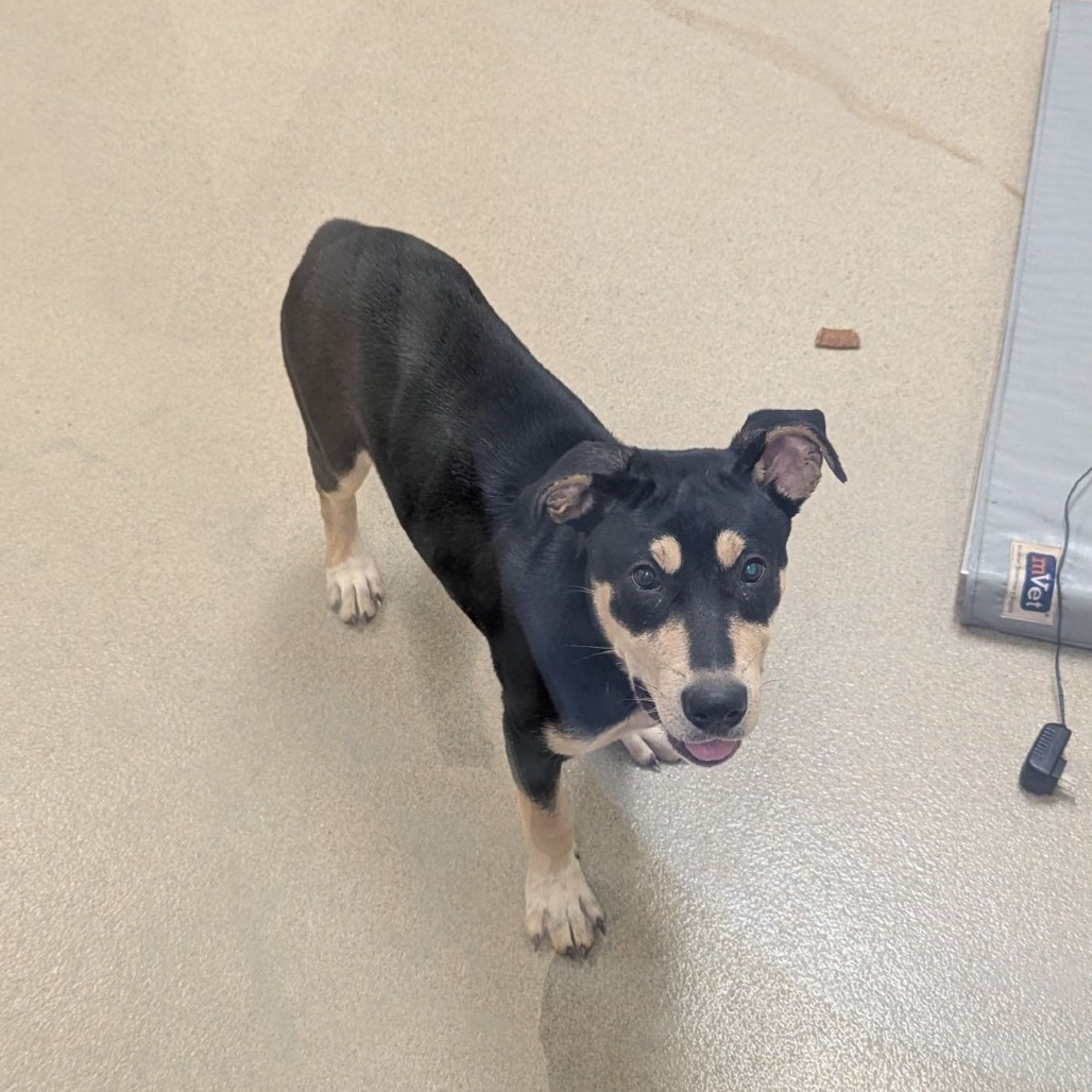 Shelter Stray Female Dog last seen , 1211 Old Graves Mill Rd, Lynchburg, VA 24502, USA