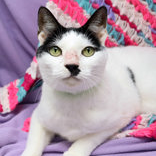 Shelter Stray Female Cat last seen , 3607 N Armenia Ave, Tampa, FL 33607, USA