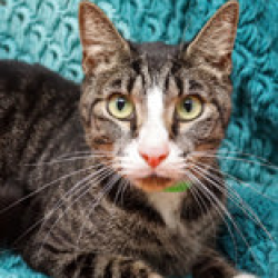Shelter Stray Male Cat last seen , 3607 N Armenia Ave, Tampa, FL 33607, USA