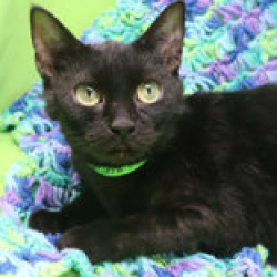 Shelter Stray Female Cat last seen , 3607 N Armenia Ave, Tampa, FL 33607, USA