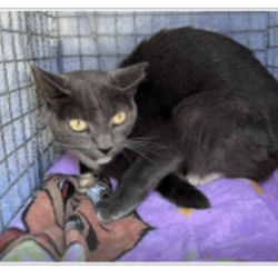Shelter Stray Female Cat last seen , 3607 N Armenia Ave, Tampa, FL 33607, USA