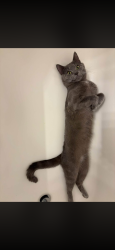 Reunited Male Cat last seen N Pennsylvania ave, Greensburg middle school, Greensburg, PA 15601