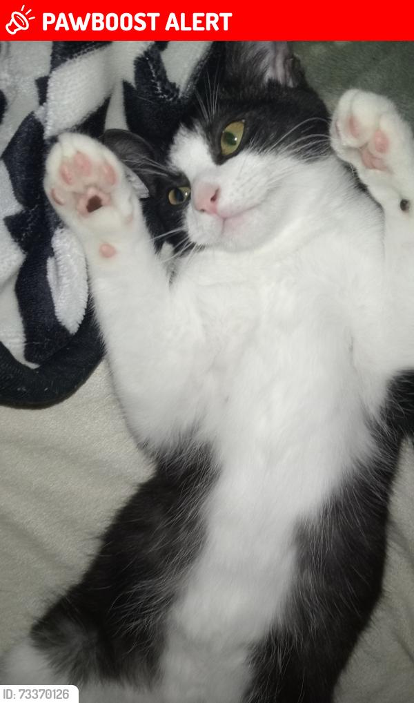 Lost Male Cat last seen Near Cambridge Street, Boronia Heights, QLD 4124