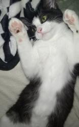 Lost Male Cat last seen Near Cambridge Street, Boronia Heights, QLD 4124