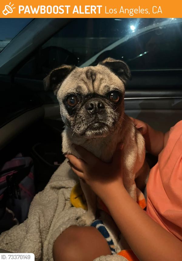Found/Stray Male Dog last seen Near Freeway at Sepulveda & San Fernando SYLMAR CA, Los Angeles, CA 91344