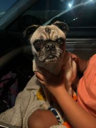 Found/Stray Male Dog last seen Near Freeway at Sepulveda & San Fernando SYLMAR CA, Los Angeles, CA 91344