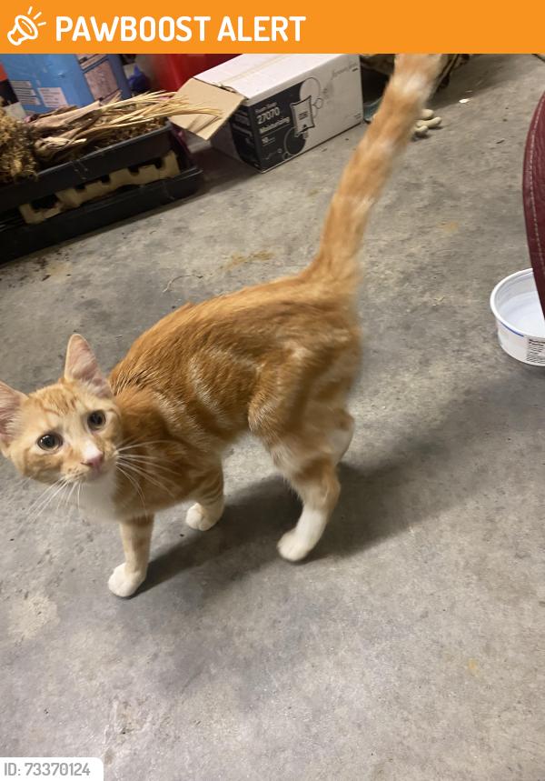 Found/Stray Male Cat last seen Vernon Road/Lovers Lane, Rockingham County, NC 27320