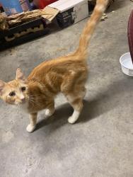 Found/Stray Male Cat last seen Vernon Road/Lovers Lane, Rockingham County, NC 27320