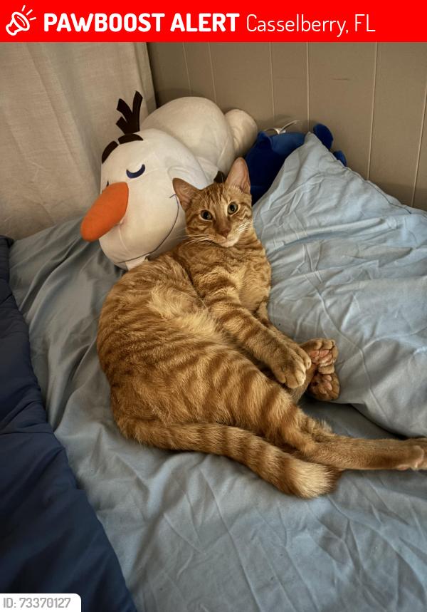 Lost Male Cat last seen Colony dr, Casselberry, Florida, Casselberry, FL 32750