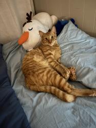Lost Male Cat last seen Colony dr, Casselberry, Florida, Casselberry, FL 32750