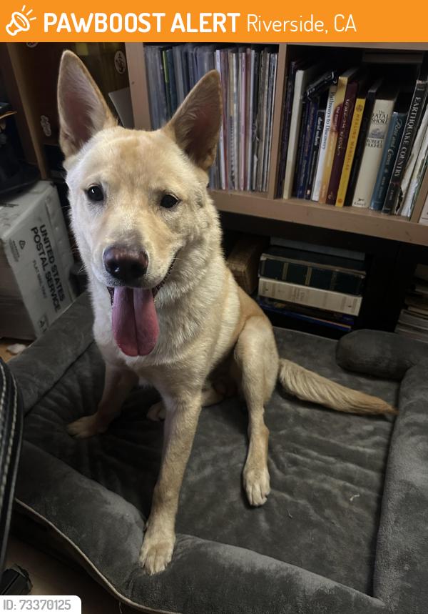 Found/Stray Male Dog last seen Sycamore Highlands Park, Riverside, CA 92507