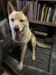 Found/Stray Male Dog last seen Sycamore Highlands Park, Riverside, CA 92507