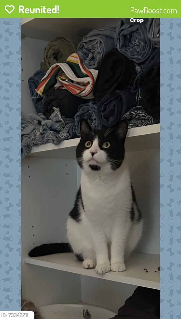Reunited Male Cat last seen Bonomini’s market, Eureka, CA 95503