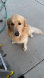 Reunited Male Dog last seen Auberry dr and maple trails way, Sacramento, CA 95828