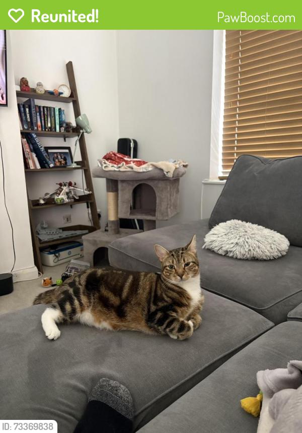 Reunited Male Cat last seen Grove walk near the church hall (st Alban church hall), Norfolk, England 