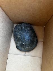 Found/Stray Unknown Reptile last seen Larchmont Park - North Highlands, North Highlands, CA 95660