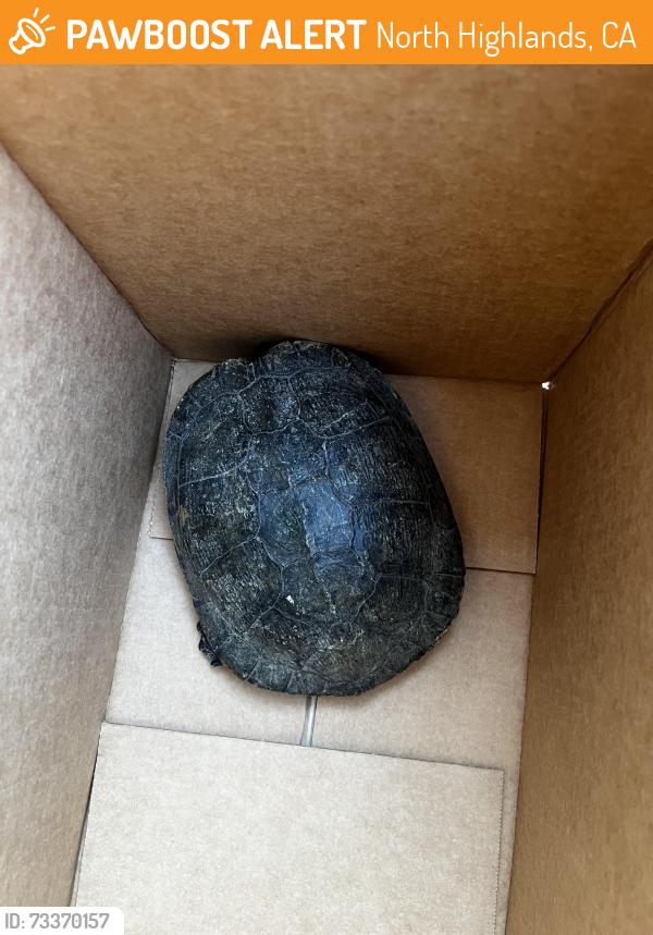 Found/Stray Unknown Reptile last seen Larchmont Park - North Highlands, North Highlands, CA 95660