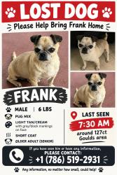Lost Male Dog last seen Cauley Square, Miami, FL 33170