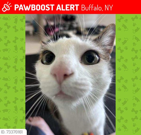 Lost Male Cat last seen Shetland drive and third avenue, Buffalo, NY 14221