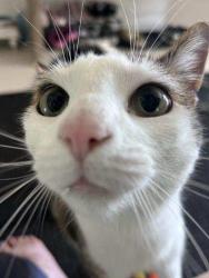 Lost Male Cat last seen Shetland drive and third avenue, Buffalo, NY 14221