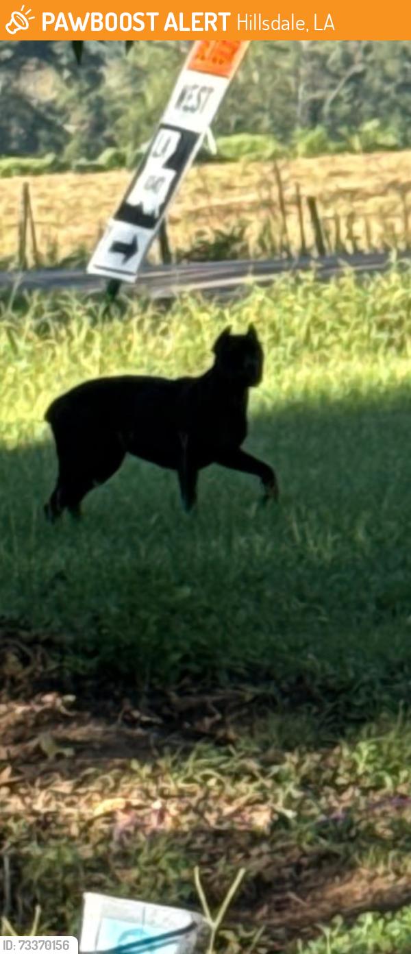 Found/Stray Unknown Dog last seen hwy 441 and hwy 1046, Hillsdale, LA 70422