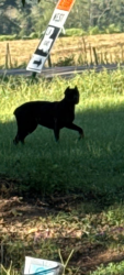 Found/Stray Unknown Dog last seen hwy 441 and hwy 1046, Hillsdale, LA 70422