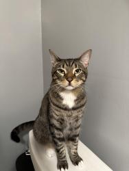 Reunited Male Cat last seen Between on Walnut between Culver and Jeffrey, Irvine, CA 92604