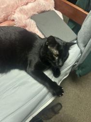 Reunited Female Cat last seen Tyler st off Elizabeth, Fort Collins, CO 80521