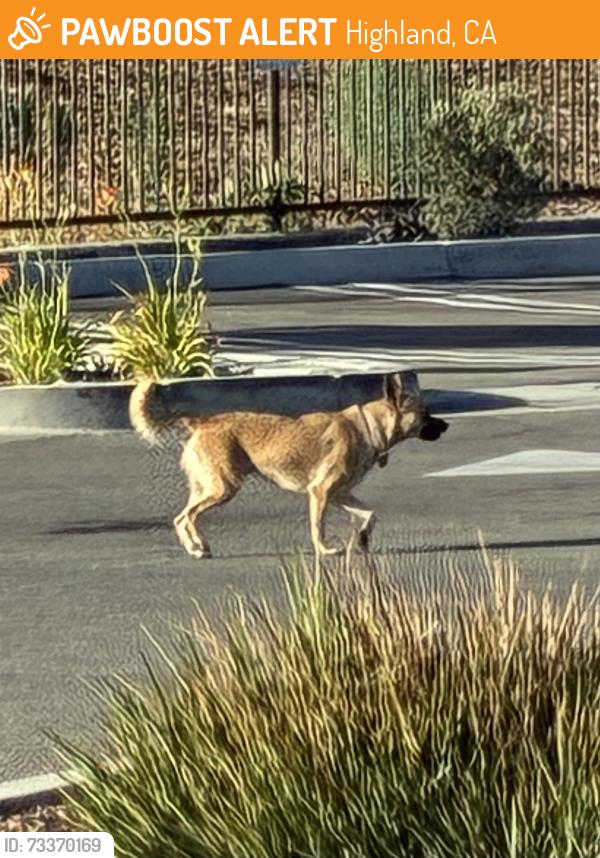 Found/Stray Unknown Dog last seen Near Eleven, Highland, CA 92346