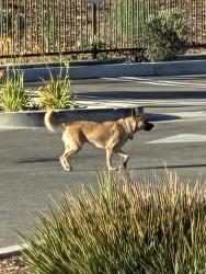 Found/Stray Unknown Dog last seen Near Eleven, Highland, CA 92346