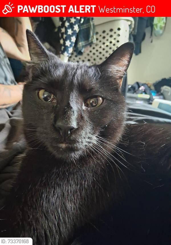 Lost Male Cat last seen Near tennyon st Westminster CO, Westminster, CO 80031