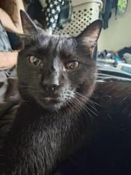 Lost Male Cat last seen Near tennyon st Westminster CO, Westminster, CO 80031