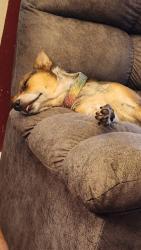 Reunited Female Dog last seen Near 28th Avenue kenosha Wisconsin, Kenosha, WI 53143