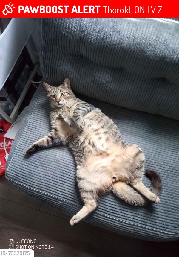 Lost Male Cat last seen School, McDonald's, Thorold, ON L2V 2Z5