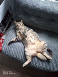 Lost Male Cat last seen School, McDonald's, Thorold, ON L2V 2Z5