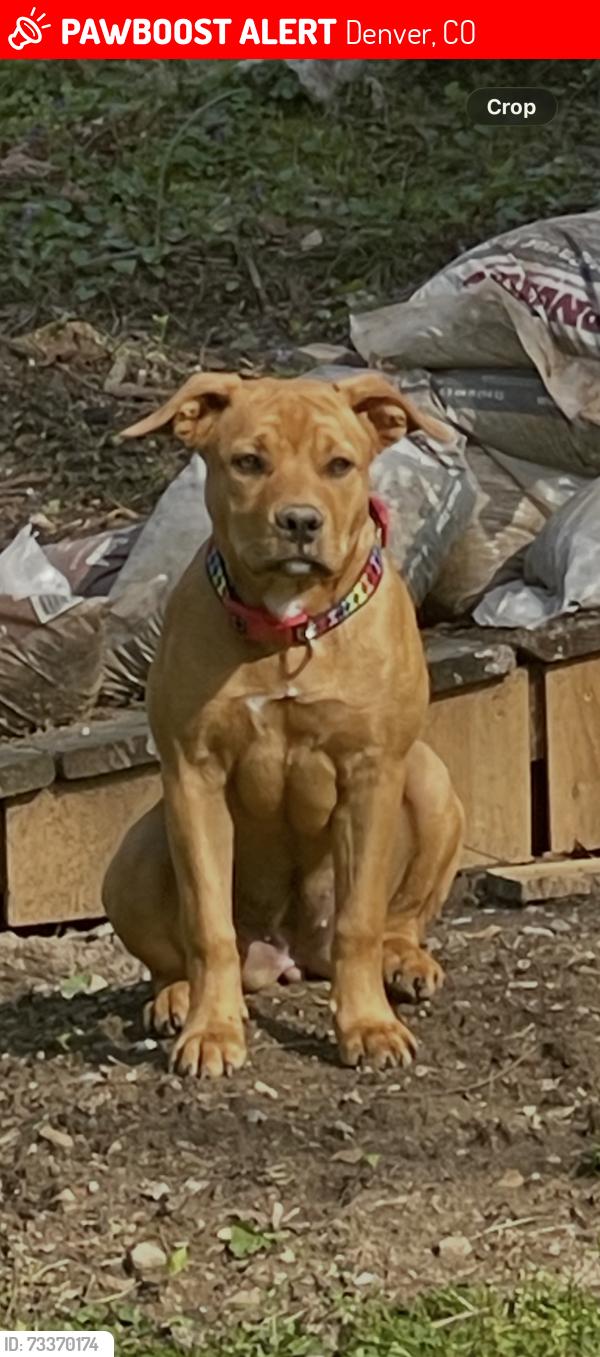Lost Female Dog last seen Cherry way and Cornell in University Hills, Denver, CO 80222