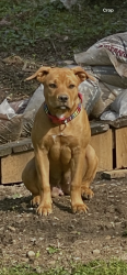 Lost Female Dog last seen Cherry way and Cornell in University Hills, Denver, CO 80222