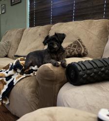 Reunited Female Dog last seen NE Craig St, Burleson, TX 76028, USA, Burleson, TX 76028