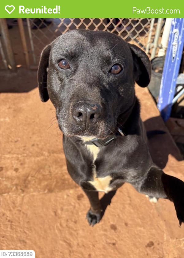 Reunited Male Dog last seen Gardenia street or could be in the surrounding area near trailer parks, Greenville, SC 29617