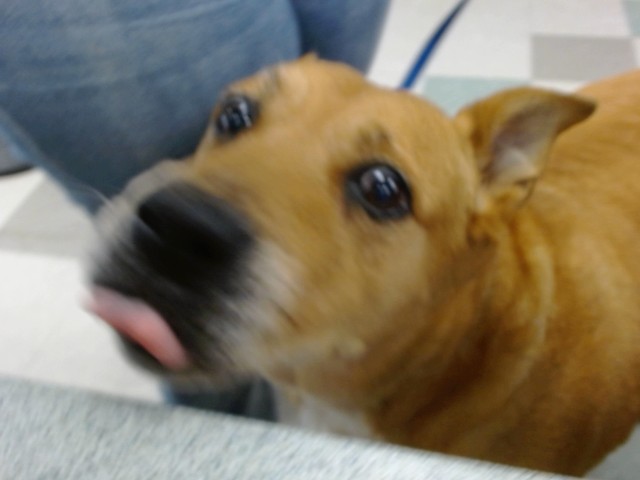 Shelter Stray Female Dog last seen , 2811 SE 29th St, Oklahoma City, OK 73129, USA