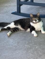 Lost Male Cat last seen Annapolis and Dunbar, Hernando, FL 34442