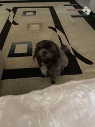 Found/Stray Male Dog last seen W.westwood cir, Houston, TX 77071