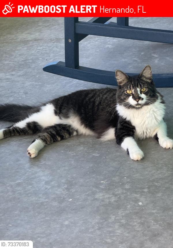 Lost Male Cat last seen Annapolis and Dunbar, Hernando, FL 34442