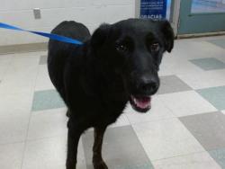 Shelter Stray Female Dog last seen Near BLOCK WOFFORED ROAD, 2811 SE 29th St, Oklahoma City, OK 73129, USA